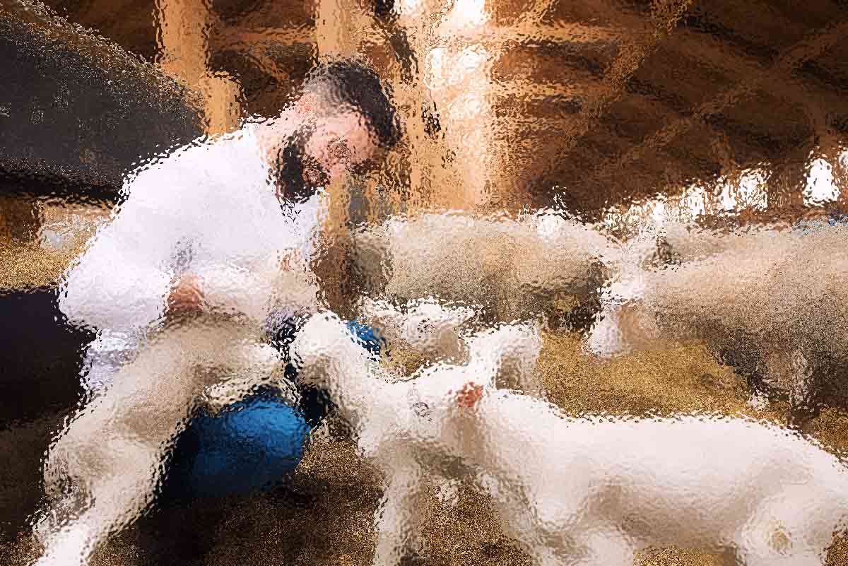 The Cultural History and Future of Sheep Farming in The High 31 e32 1